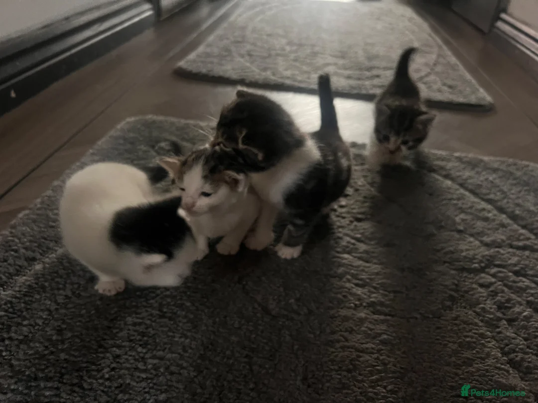 Mixed Breed cats for sale: Beautiful kittens ready to leave soon  - Advert 17