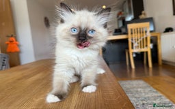 Ragdoll cats for sale: Ragdoll Kittens for Sale - Image 13