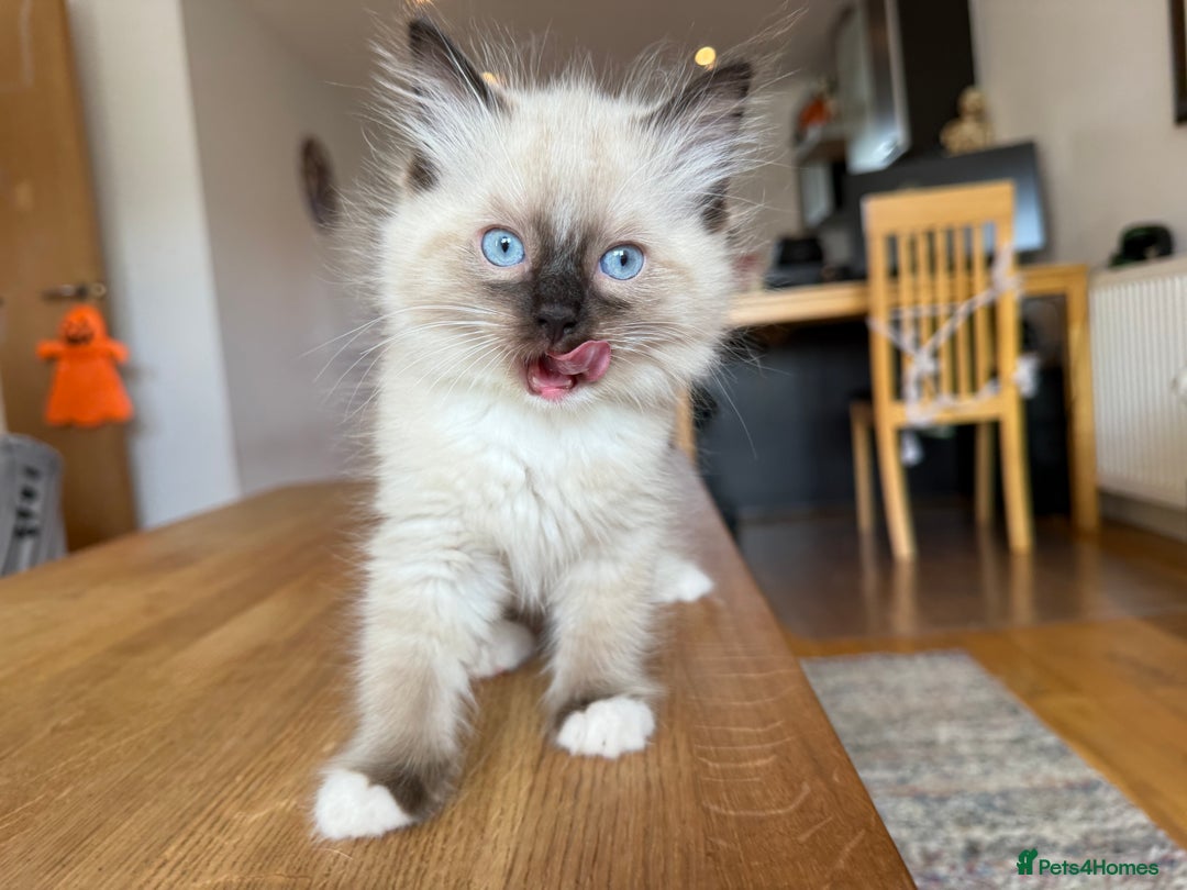 Ragdoll cats for sale: Ragdoll Kittens for Sale - Image 13