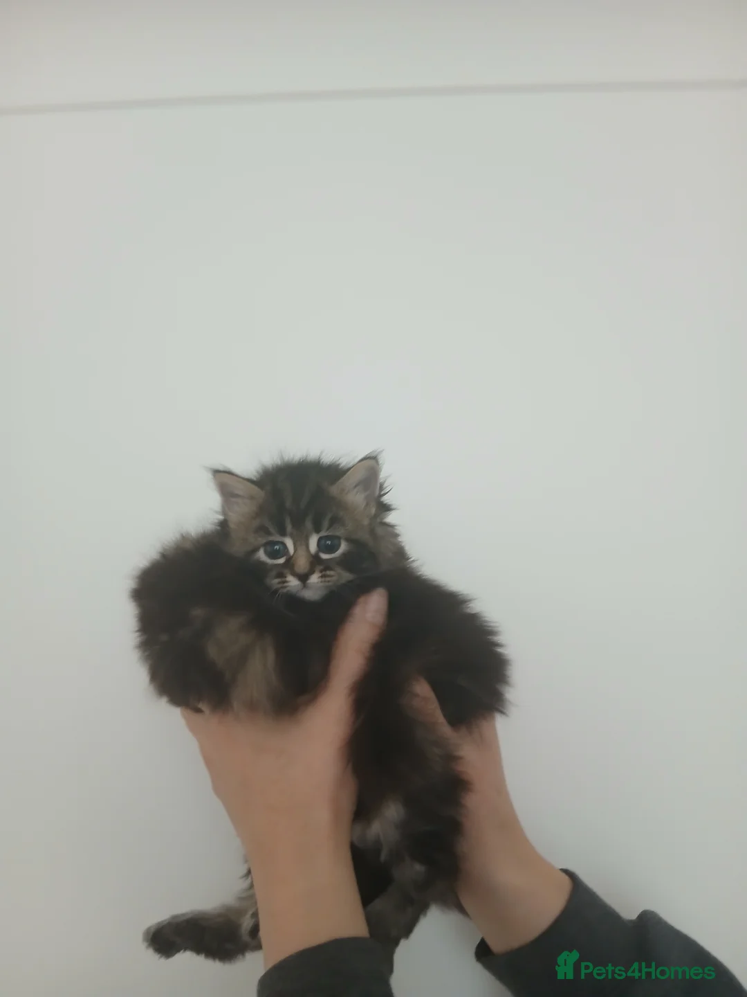 Mixed Breed cats for sale: Maine coon xxx - Advert 13