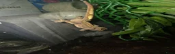 Gecko reptiles for sale: Crested geckos PLEASE READ THE DESCRIPTION - Advert 4
