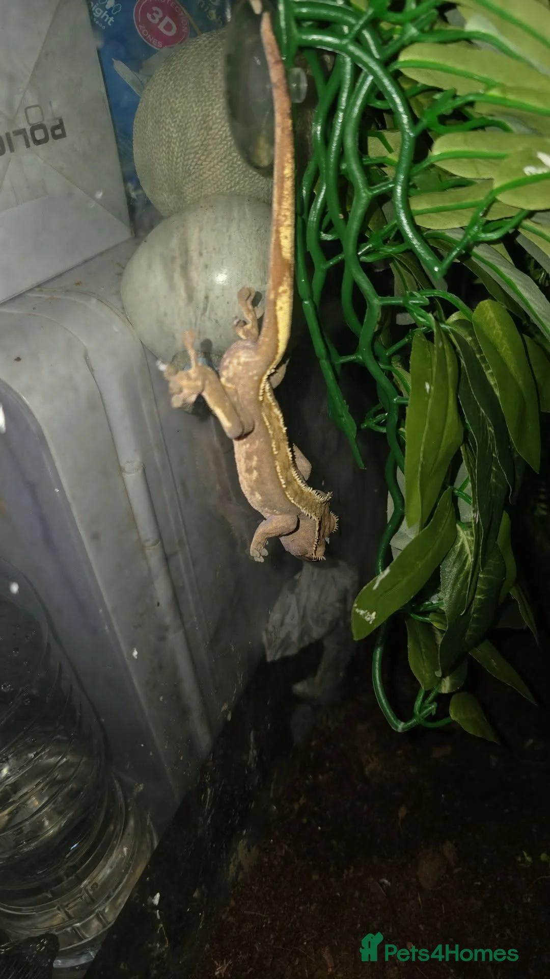 Gecko reptiles for sale: Crested geckos PLEASE READ THE DESCRIPTION - Advert 4