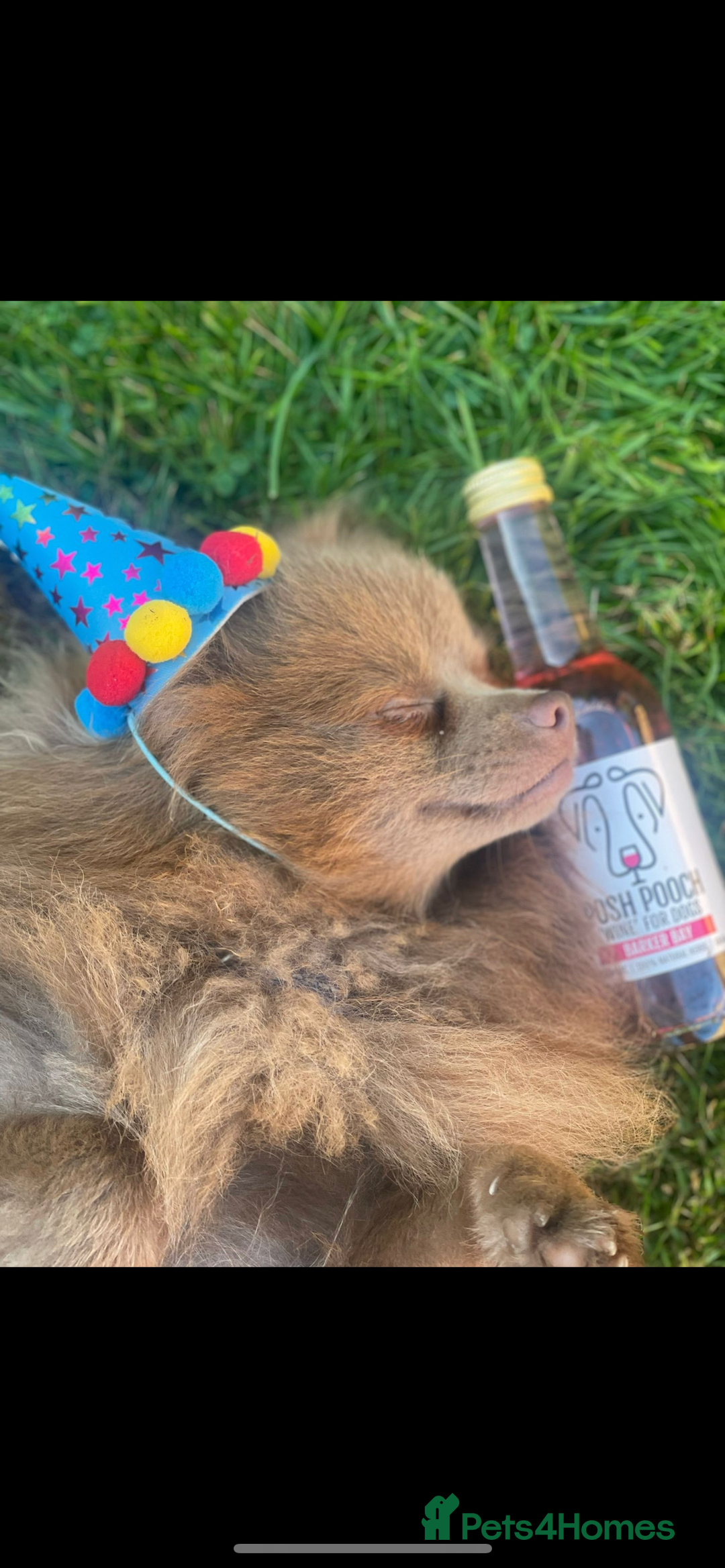 Pomeranian dogs for stud: Kai Kai lilac boy 💜  ( STUD ONLY ) (PROVEN)  in Liverpool - Advert 12