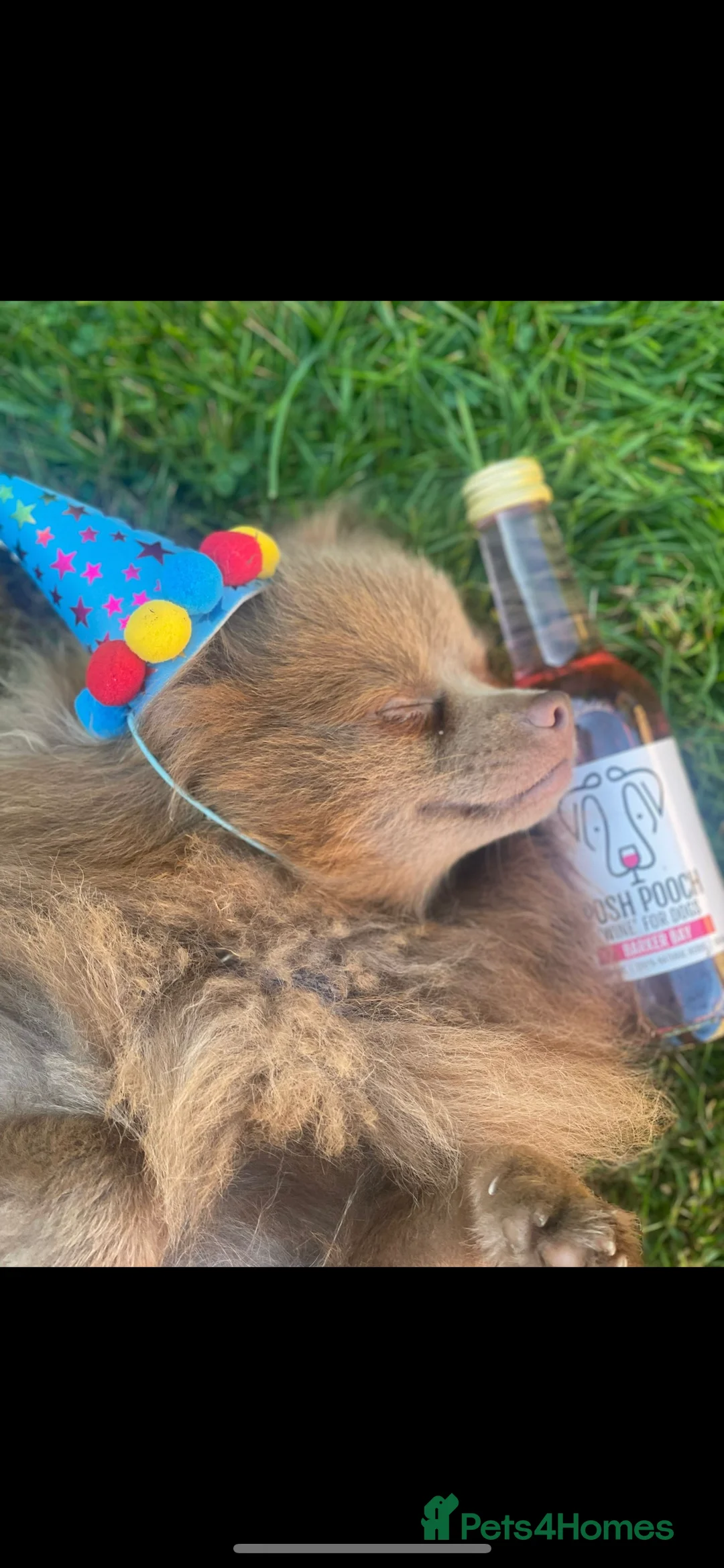 Pomeranian dogs for stud: Kai Kai lilac boy 💜  ( STUD ONLY ) (PROVEN)  in Liverpool - Advert 12