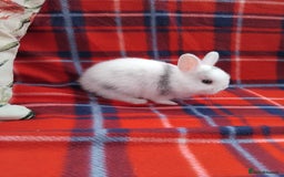 Netherland Dwarf rabbits for sale: Netherland dwarf rabbits for sale - Image 3