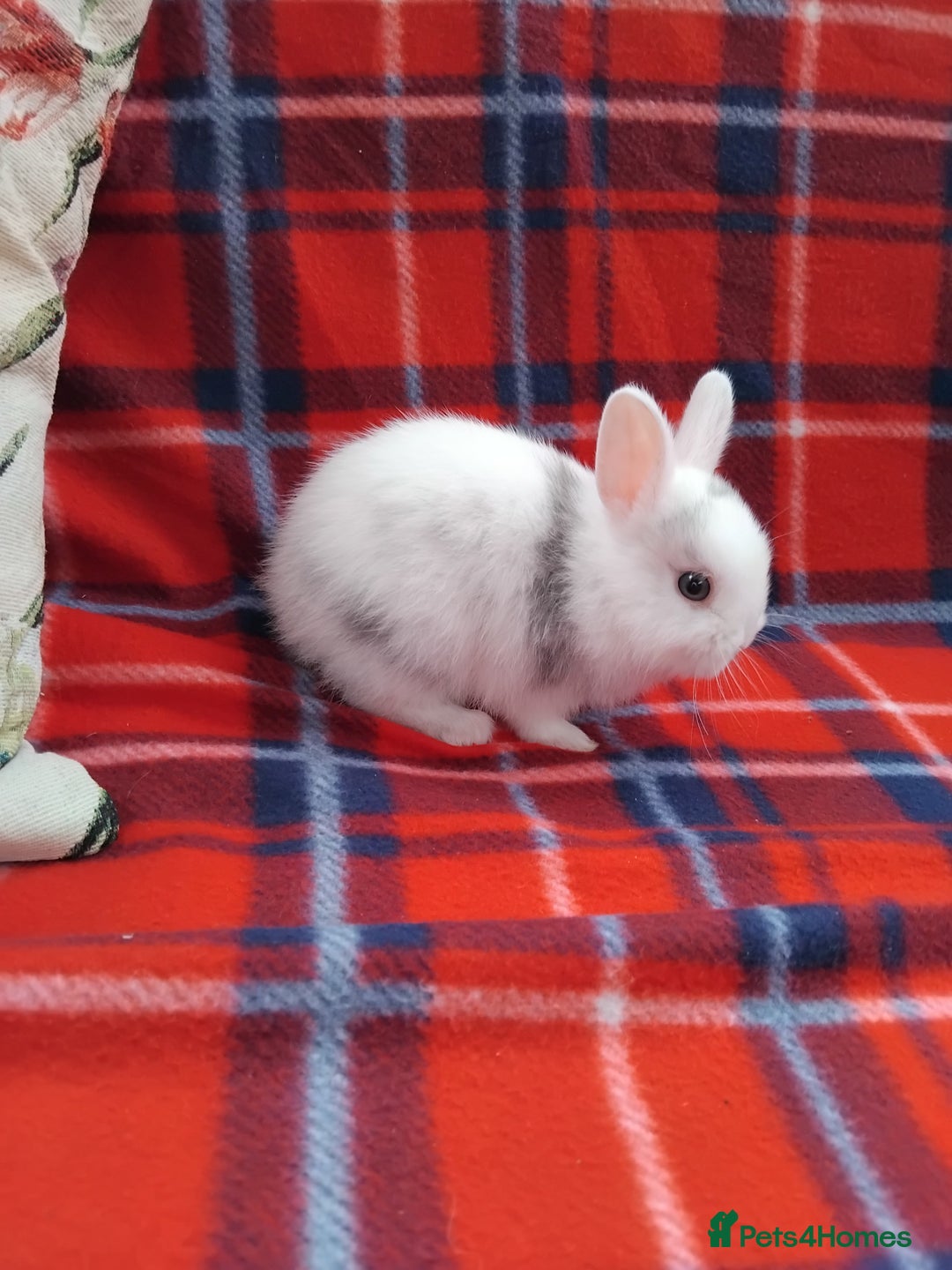 Netherland Dwarf rabbits for sale: Netherland dwarf rabbits for sale - Image 3