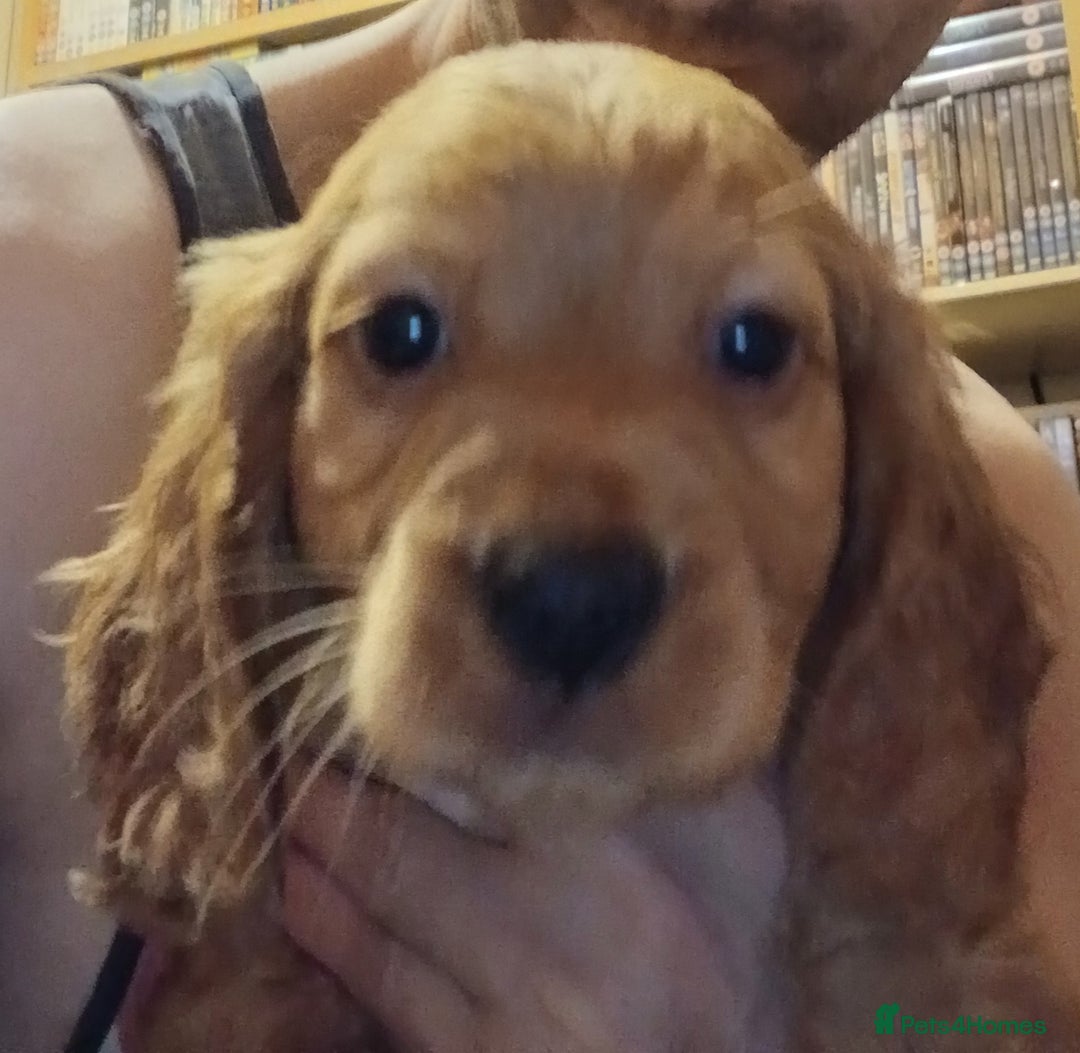 Cocker Spaniel dogs for sale: Cocker spaniel  - Advert 8