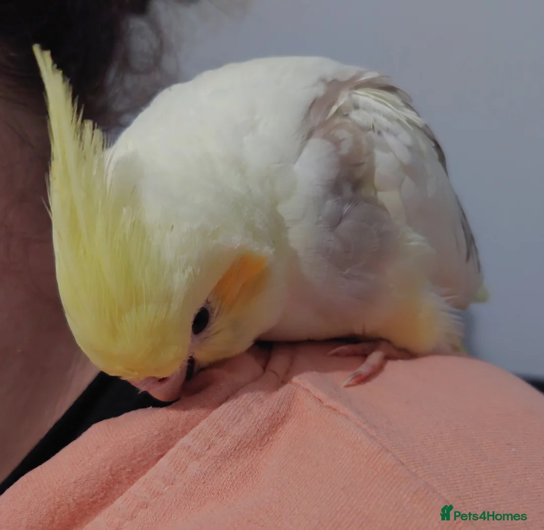 Cockatiels birds for sale: Hand reread silly tame DNA sexed baby cockatiels  - Advert 2
