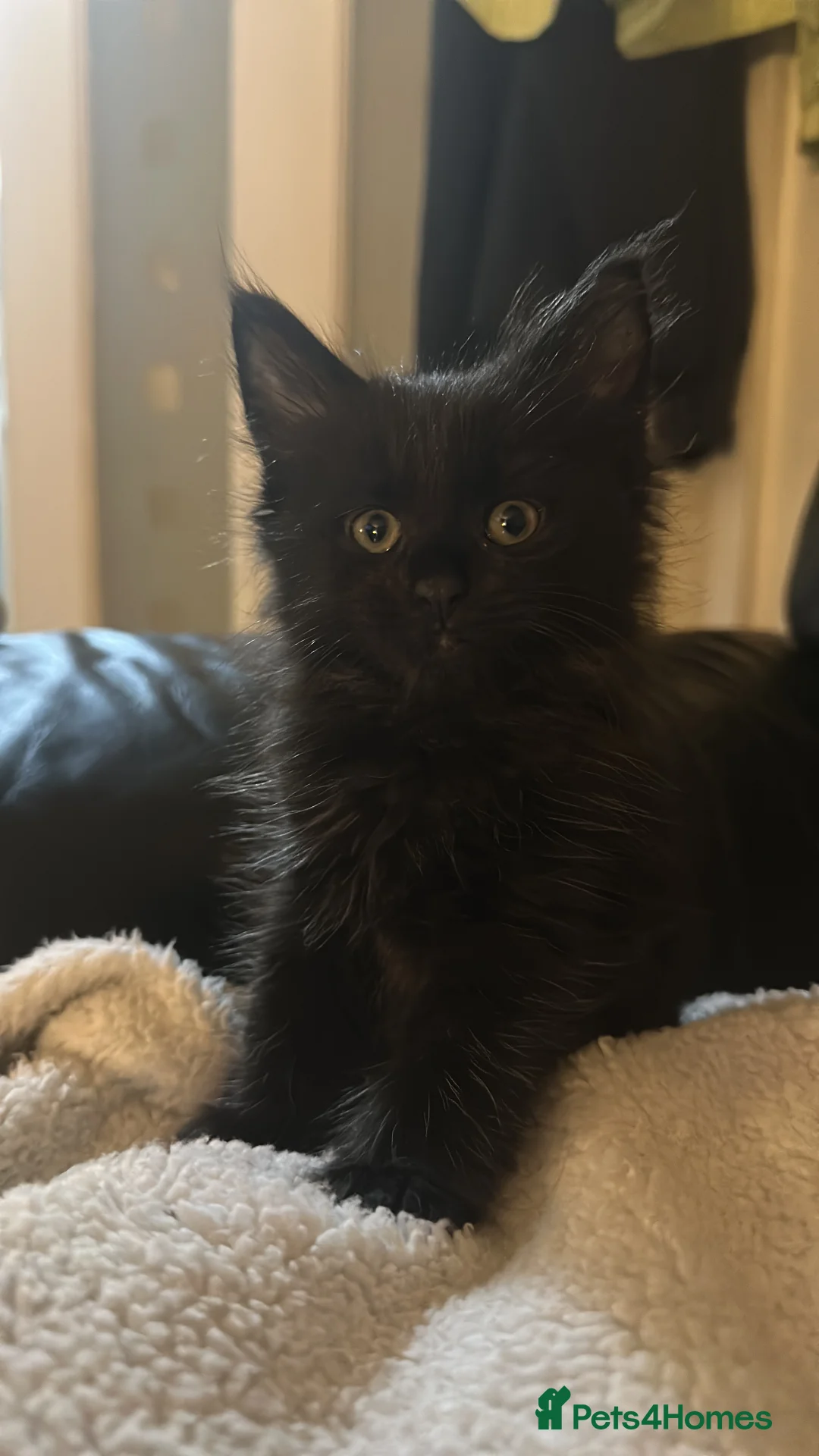 Maine Coon cats for sale: Maincoone kittens  - Advert 12