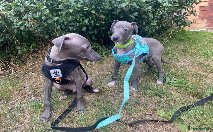 Italian Greyhound dogs - Advert 16
