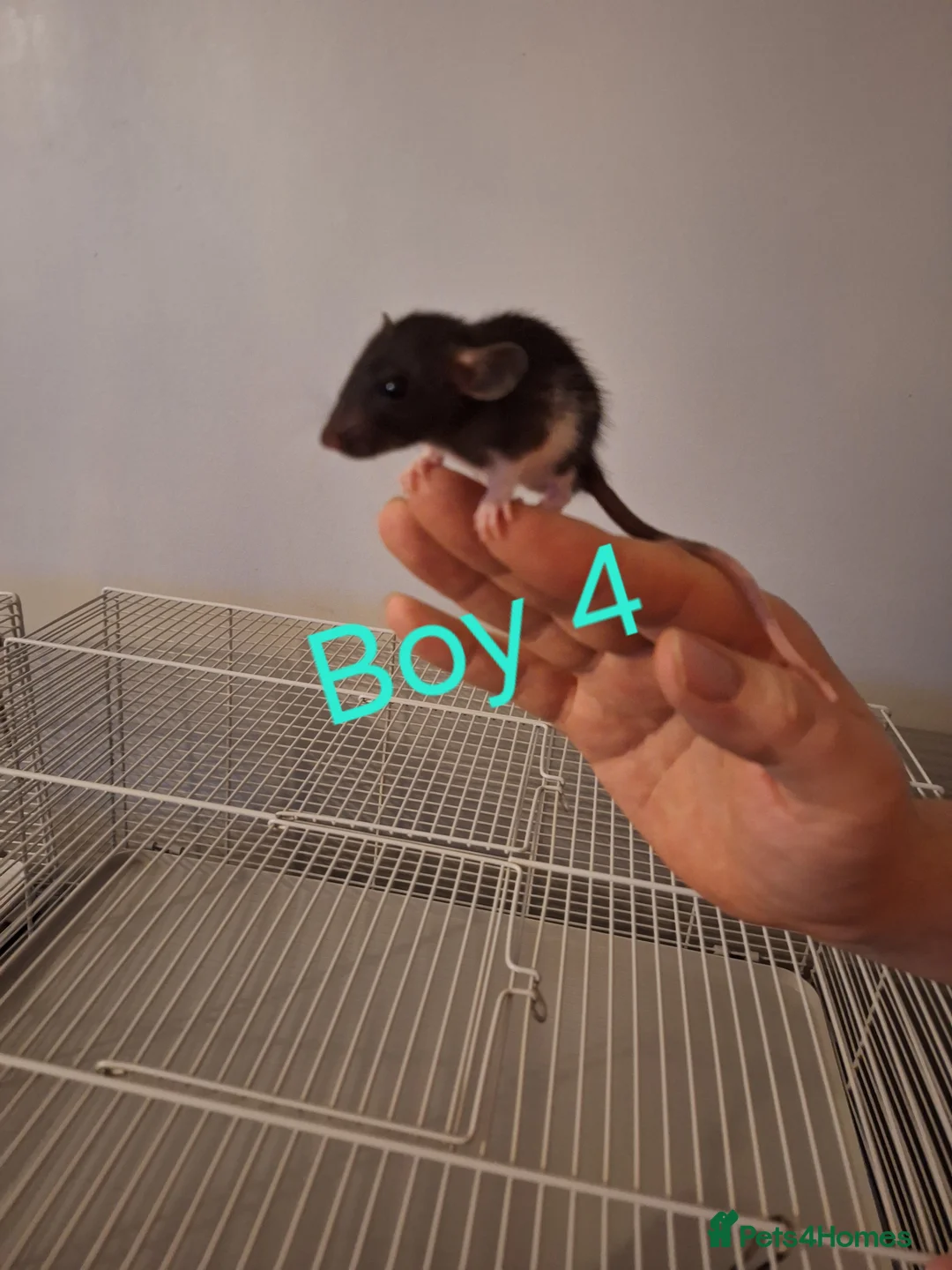 Rat rodents for sale: Baby Dumbo rats male and female  - Advert 10