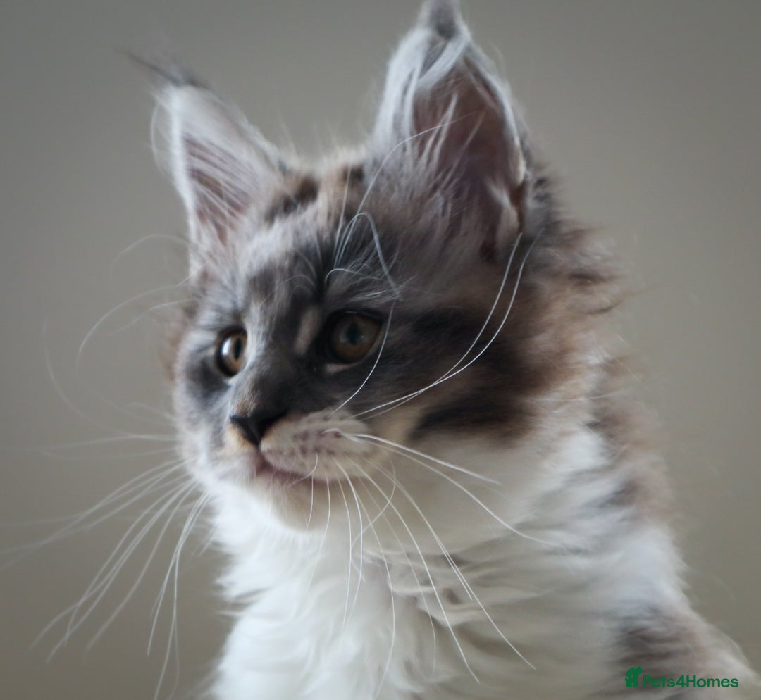 Maine Coon cats for sale: Beautiful Maine Coon Kittens... - Image 5