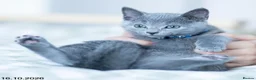 Russian Blue cats for sale: Adorable Russian Blue Kittens. - Advert 39