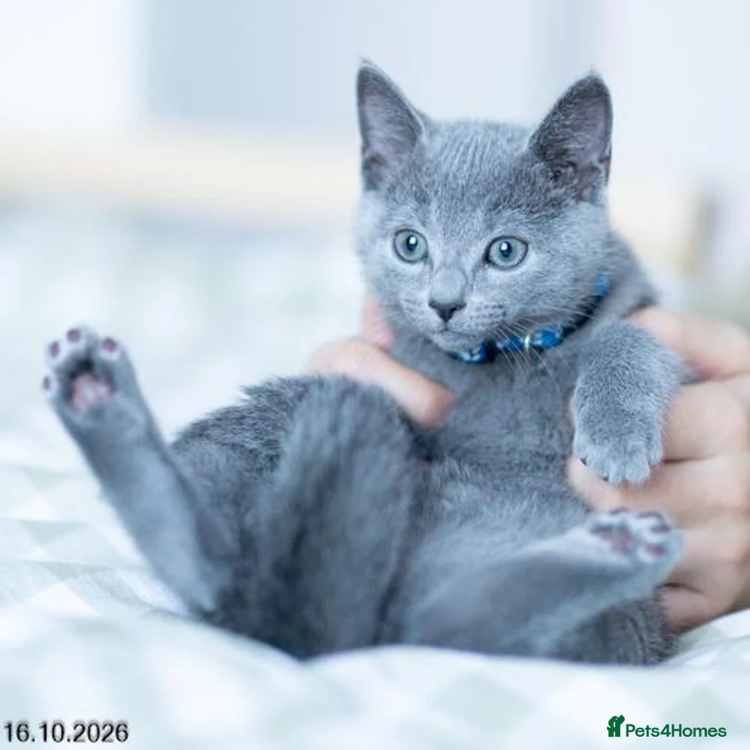 Russian Blue cats for sale: Adorable Russian Blue Kittens. - Advert 39