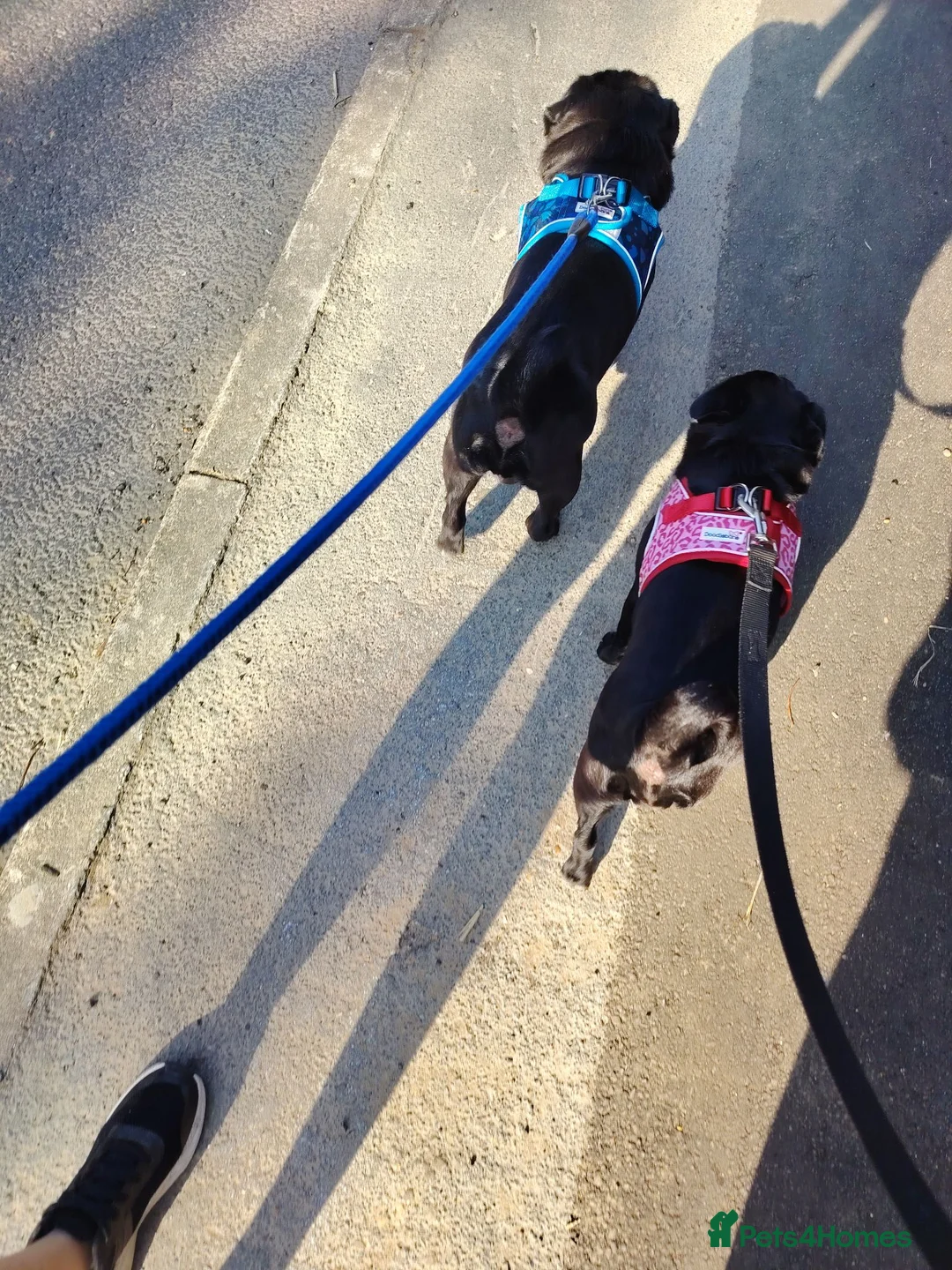 Pug dogs for sale: Brother and Sister pugs - Advert 4