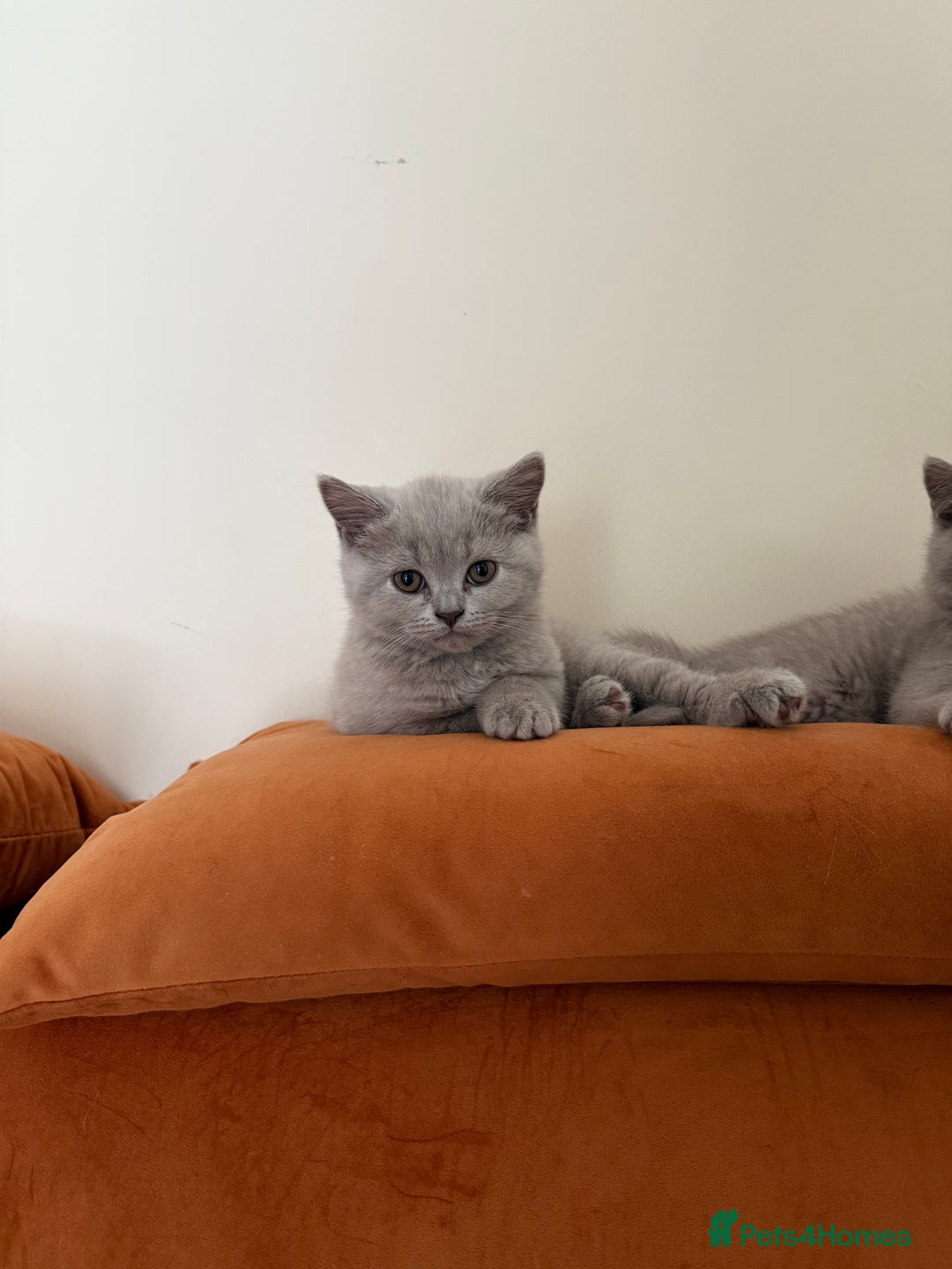 British Shorthair cats for sale: British Shorthair kittens for good homes  - Image 4