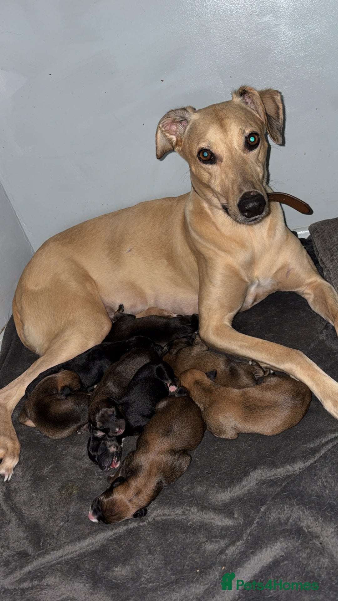 Mixed Breed dogs for sale: Lurcher puppies  - Advert 7