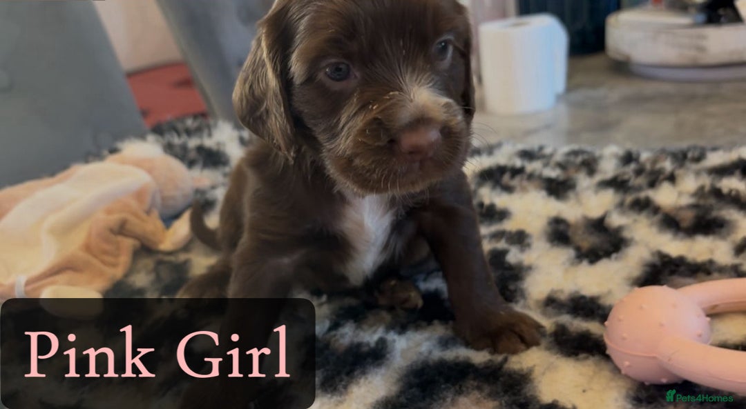 Mixed Breed dogs for sale: Cocker Spaniel cross Labrador - Image 3
