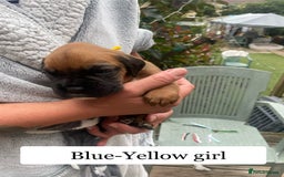 Boxer dogs for sale: Bunch of Boxer Babies - Image 8