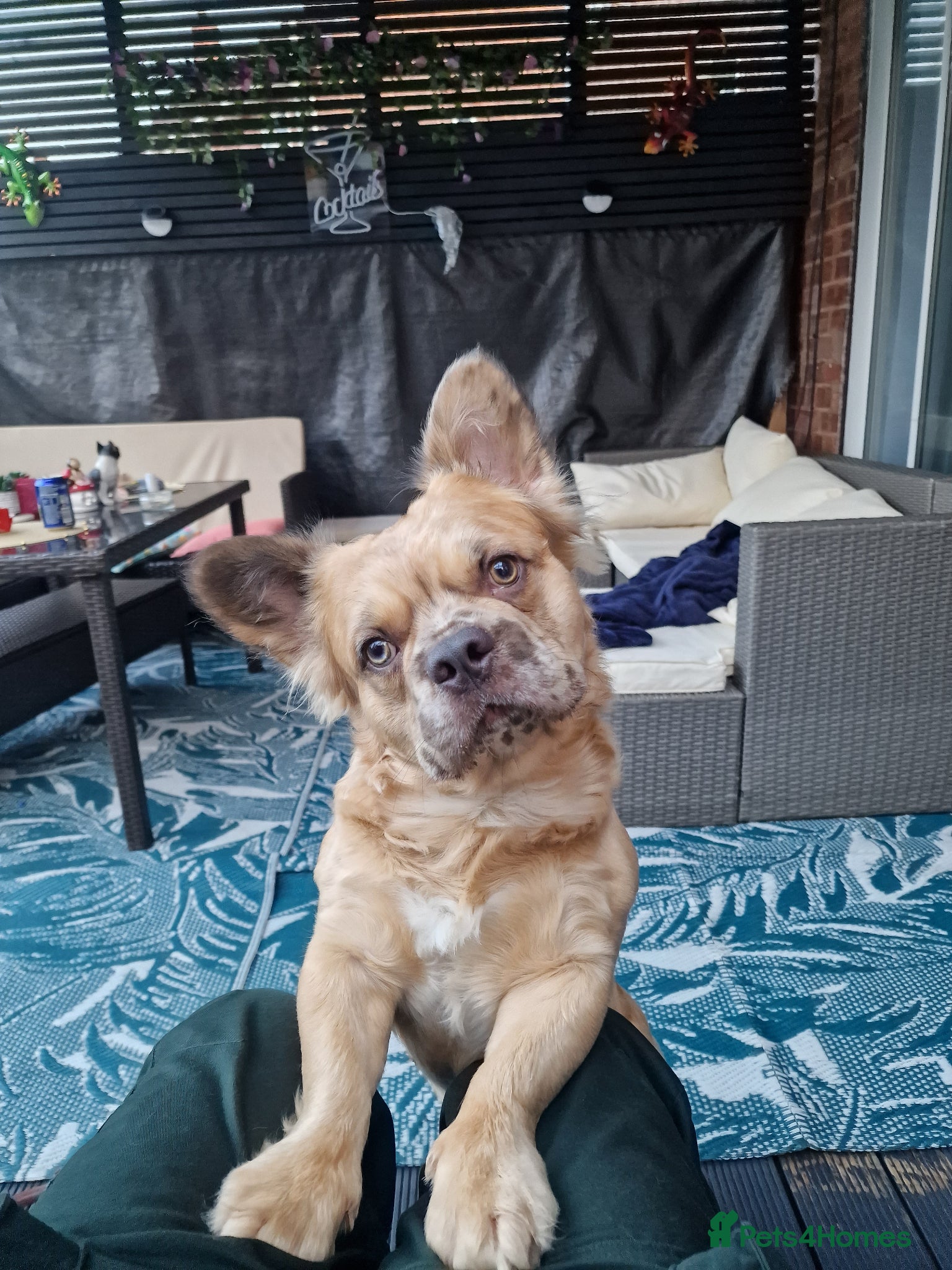 French Bulldog dogs Fluffy frenchie  - Advert 1