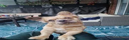 French Bulldog dogs for sale: Fluffy frenchie  - Advert 1