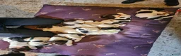 English Springer Spaniel dogs for sale: Beautiful Springer Spaniel Puppies - Advert 13
