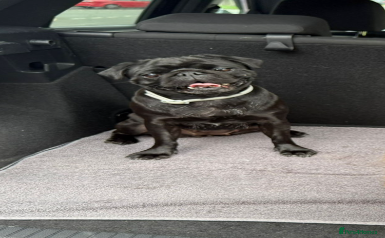 Pug dogs - Advert 1