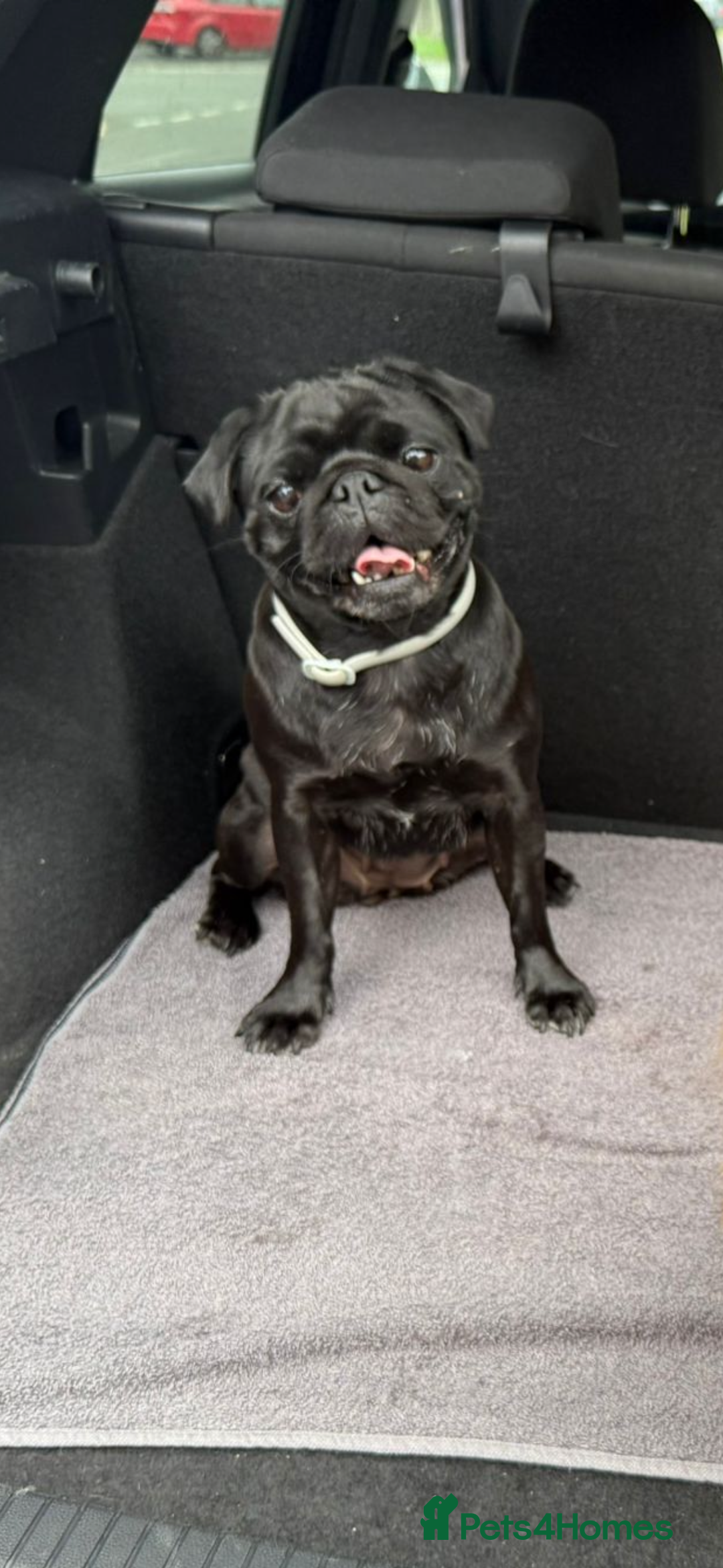 Pug dogs for sale: Black female pug - Image 1