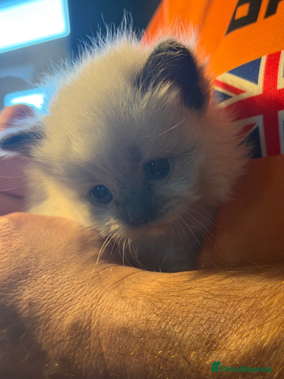 Ragdoll cats for sale: Adorable Ragdoll kittens - Image 7