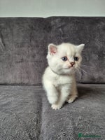 British Shorthair cats - Advert 8