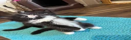 Mixed Breed cats for sale: Half ragdoll kittens! - Advert 12