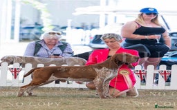 Bracco Italiano dogs for sale: 🌟 TOP BREEDER 2021,22,22,24,25🌟 - Image 2