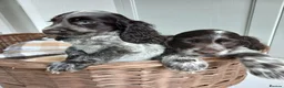 Cocker Spaniel dogs for sale: Cocker spaniel puppies in London - Advert 7