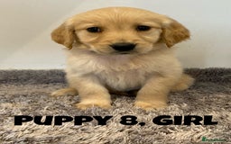 Golden Retriever dogs for sale: Gorgeous K/C Golden Retriever Puppies - Image 8