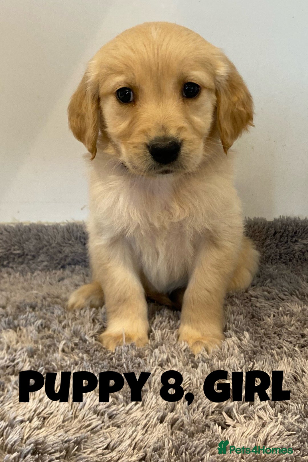 Golden Retriever dogs for sale: Gorgeous K/C Golden Retriever Puppies - Image 8