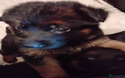 German Shepherd dogs for sale: German Shepherd pups black and gold - Image 5