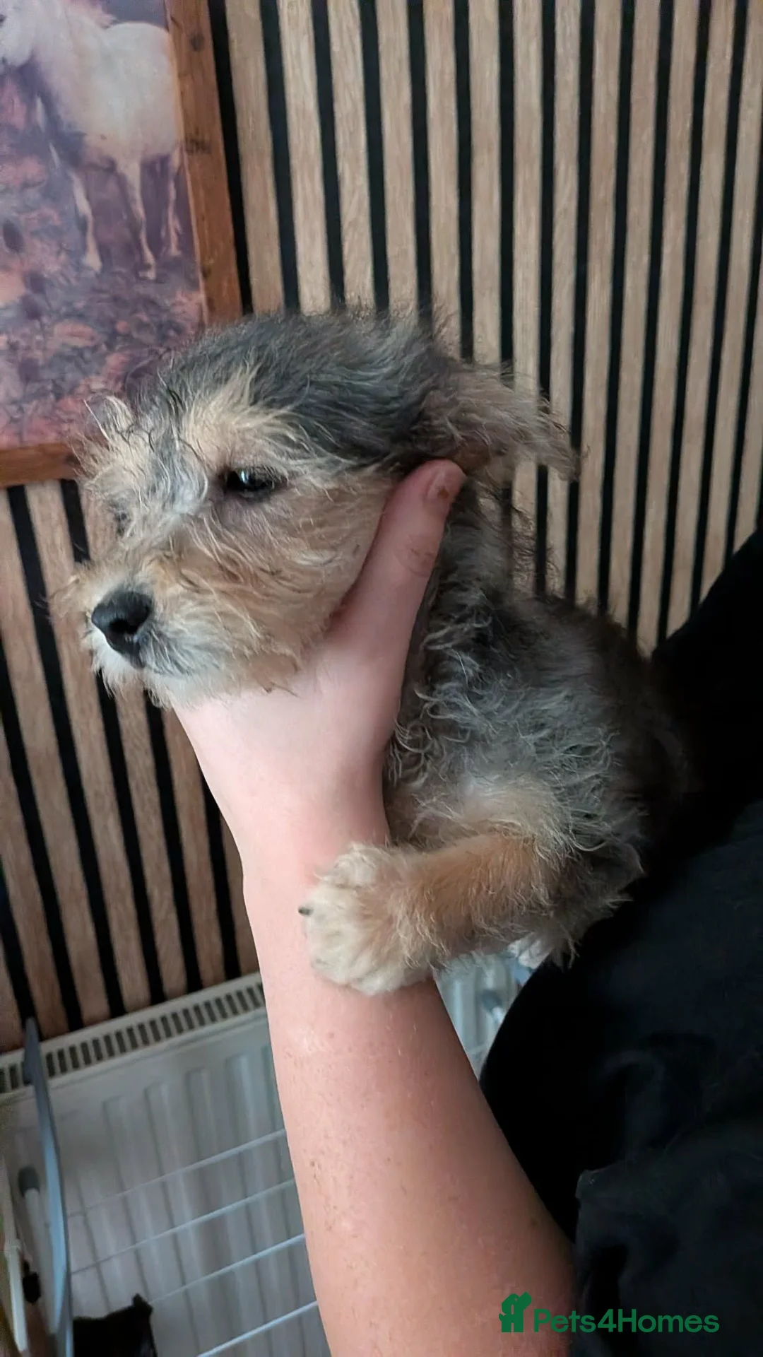 Jackapoo dogs for sale: 2 Jackapoo puppies last 2 of litter of 5 in March - Advert 1