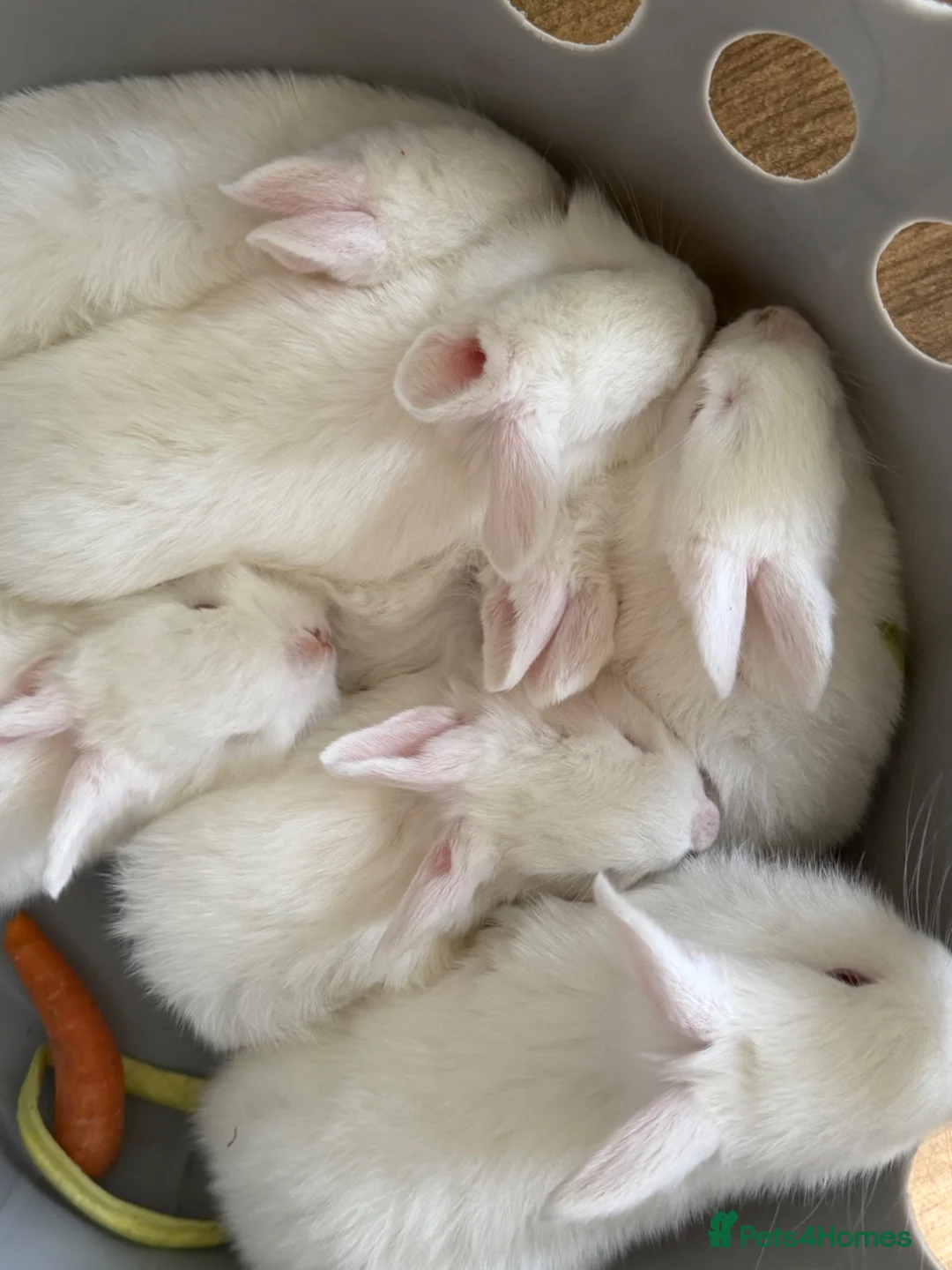 English rabbits for sale: 7 bunnies  - Advert 1