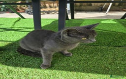 British Shorthair cats for sale: For sale - Image 18