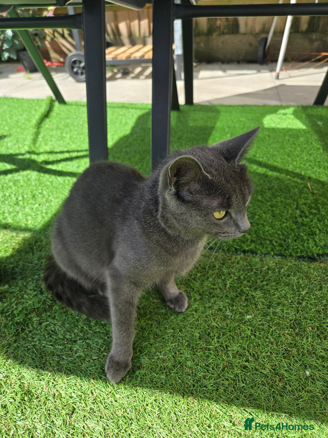 British Shorthair cats for sale: For sale - Image 18
