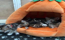 Mixed Breed cats for sale: Beautiful Tabby Kittens For Sale  - Image 17