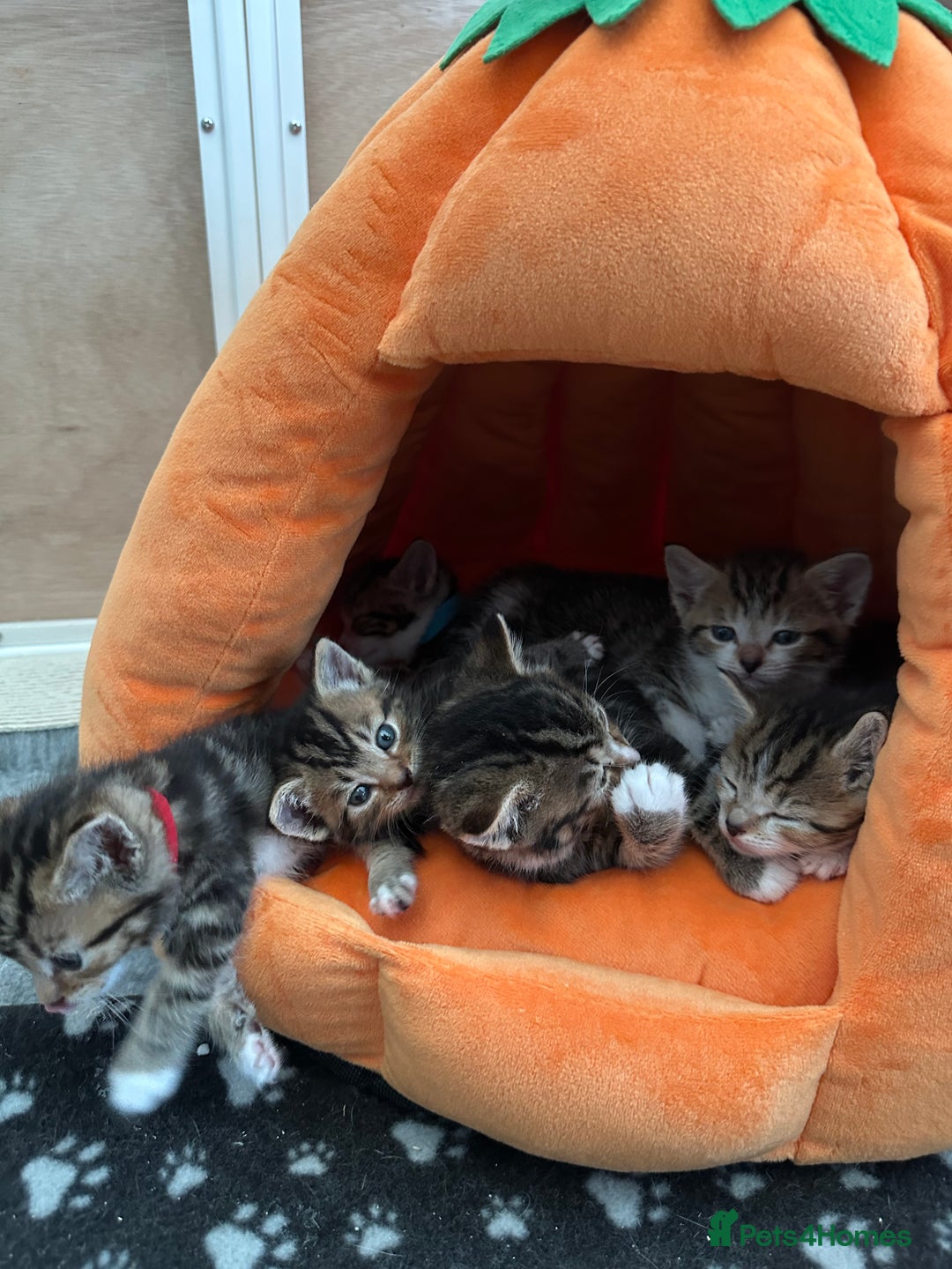 Mixed Breed cats for sale: Beautiful Tabby Kittens For Sale  - Image 17