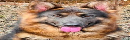 German Shepherd dogs for sale: Exceptional litter of KCreg German shepherds - Advert 4