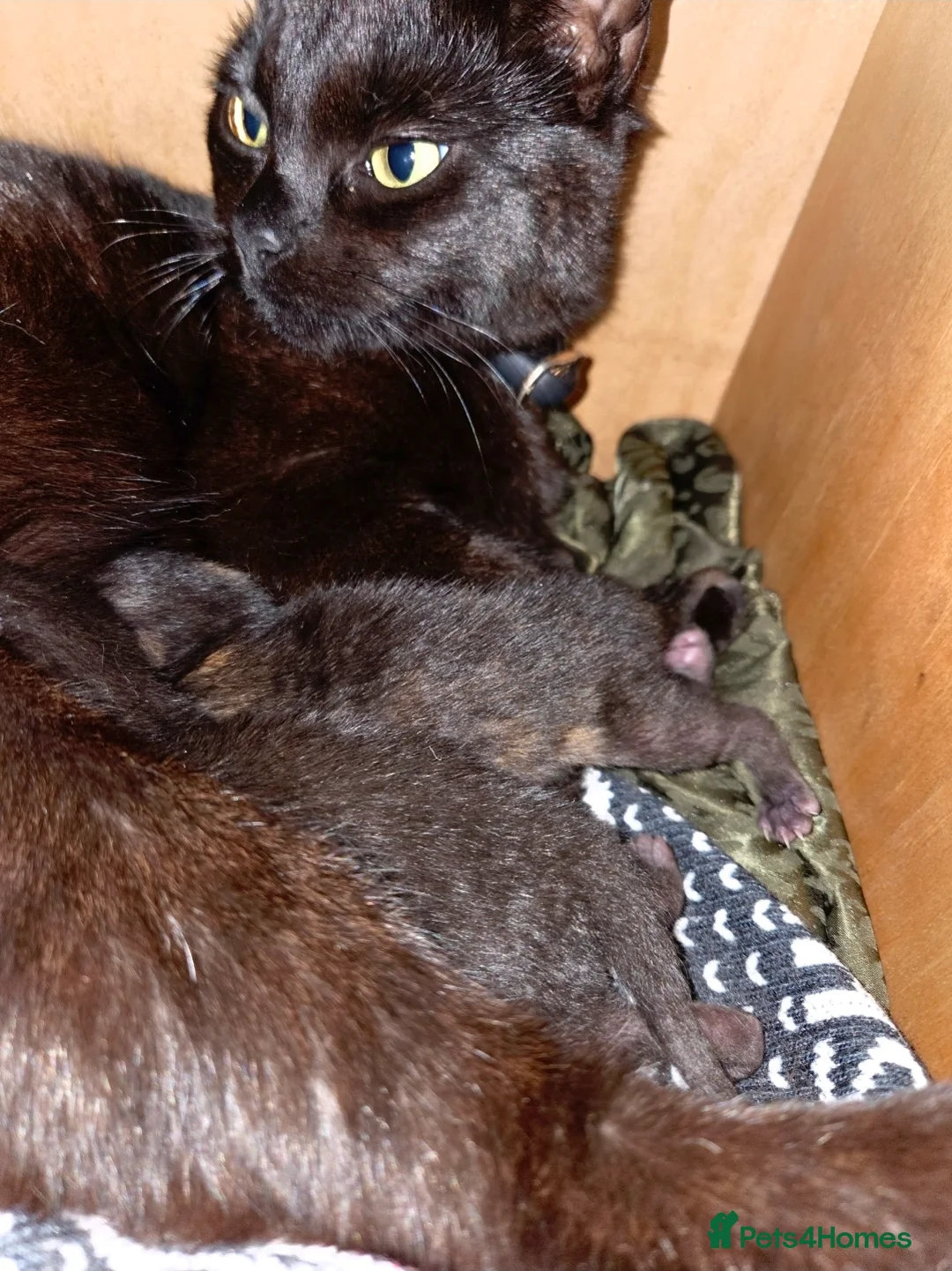 Mixed Breed cats for sale:  Beautiful Kittens Looking for Loving Homes - Advert 10