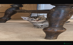 Mixed Breed cats for sale: Mixed Siamese cross kittens - Image 4