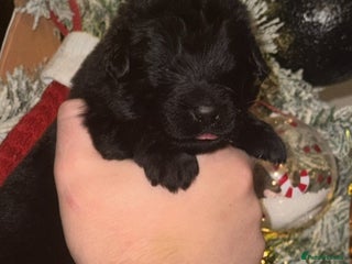 Newfoundland dogs Stunning Newfoundland Puppies Kc Reg 🐾 - Advert 3