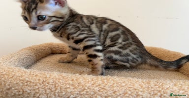 Bengal cats - Advert 3