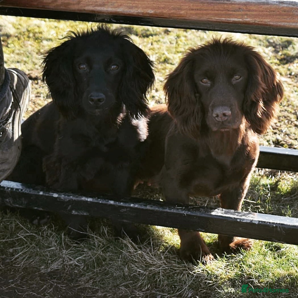 Cocker Spaniel dogs Working cockers spaniel  - Advert 1
