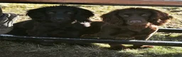Cocker Spaniel dogs for sale: Working cockers spaniel  in Harrogate - Advert 1