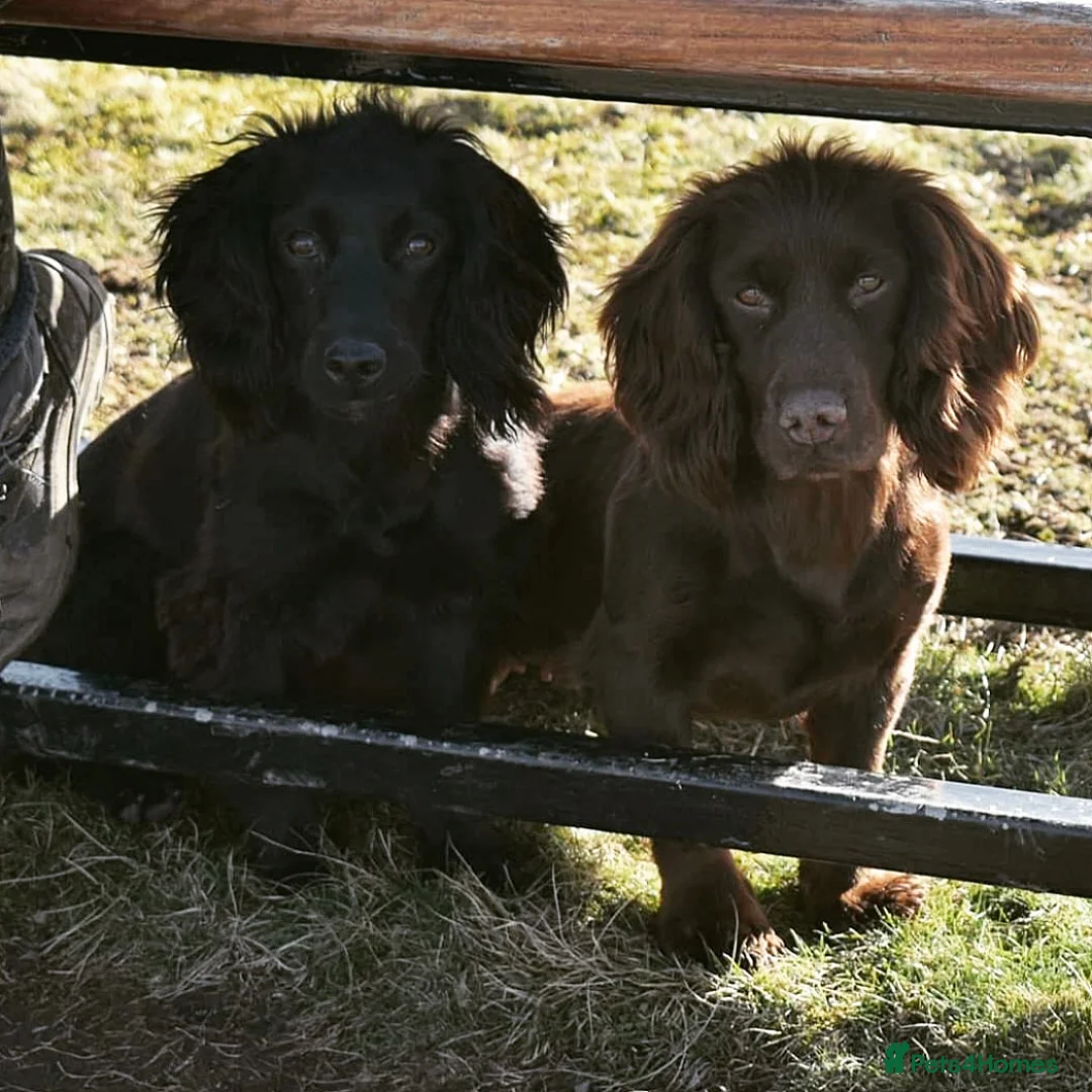Cocker Spaniel dogs for sale: Working cockers spaniel  in Harrogate - Advert 1